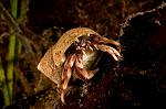 Hermit crab 1